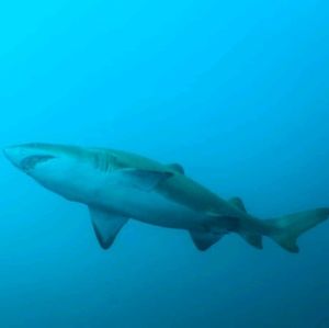 Meet your Posher, Devin